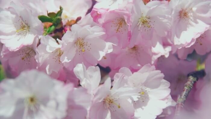 春日井市落合公園の満開の桜 